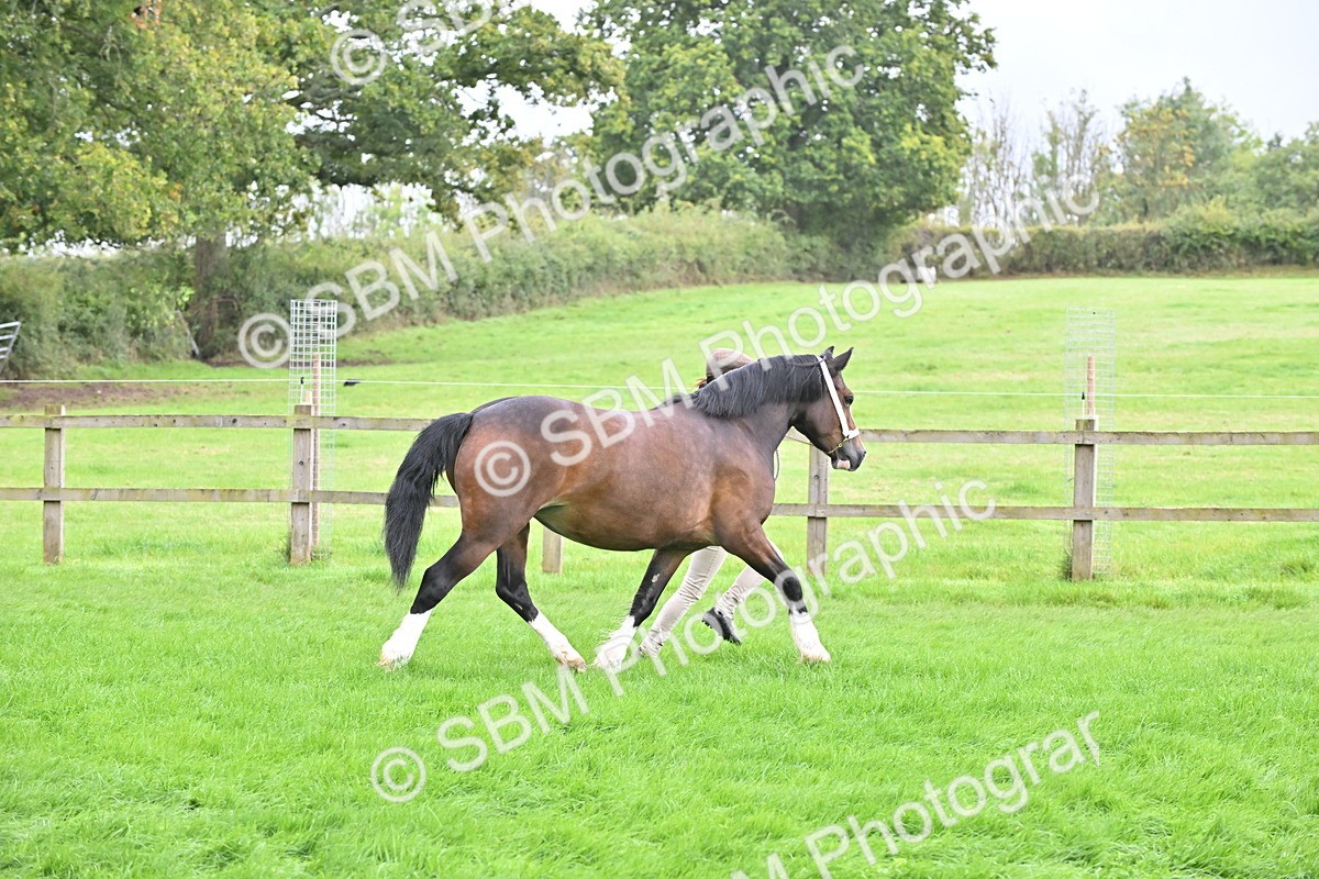 SBM_63261 - S49 - Mountain & Moorland In Hand Large Breeds