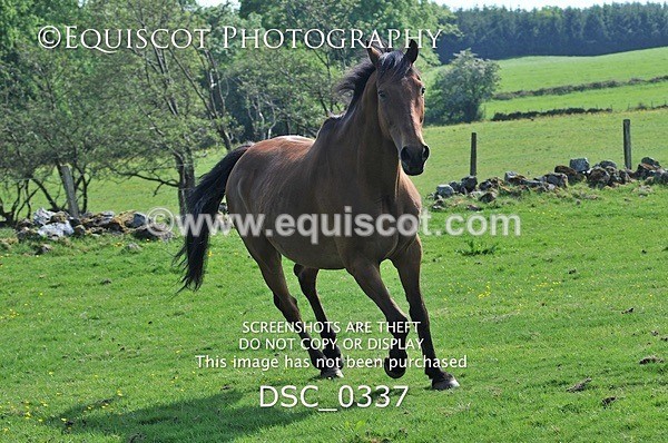 DSC_0337 - ARCHIVE REQUEST - Quincy and Guinness