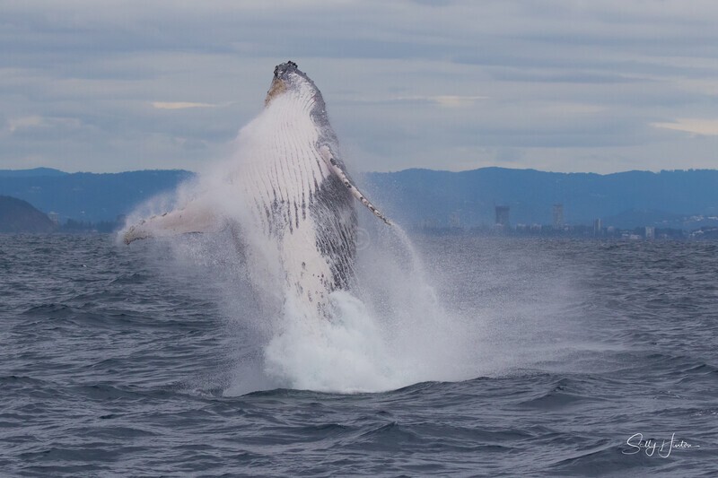 Twisting Breach 3. 0A3A7786 - Humpback Whales