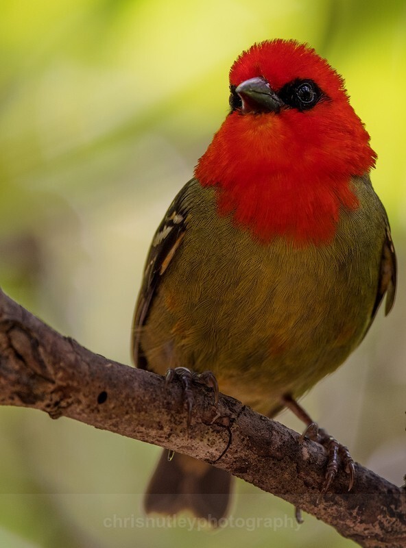  - Birds of Costa Rica and Mauritius