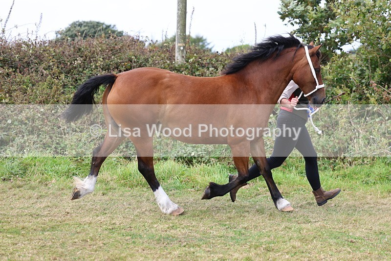 3E7A5684 - In Hand Championship