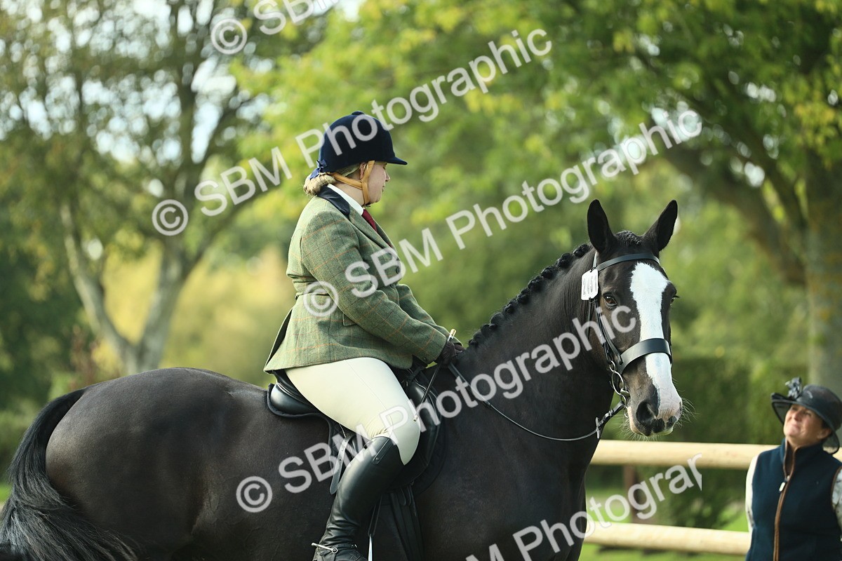 SBM_50613 - S33 - Working Hunter & Working Show Horse