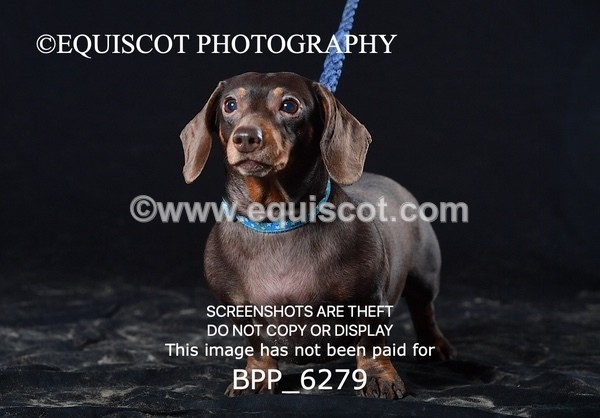 BPP_6279 - LESLEY GRANGER DOGS