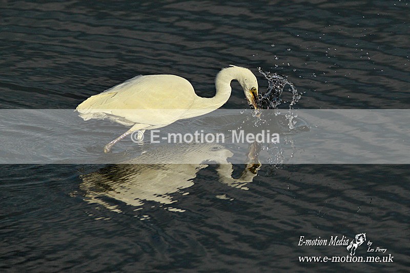 Little Egret 290712 4 - Nature