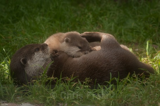 7 - Otters