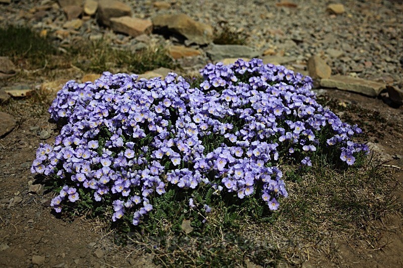 Boreal jacob's ladder 7306 - Summer time
