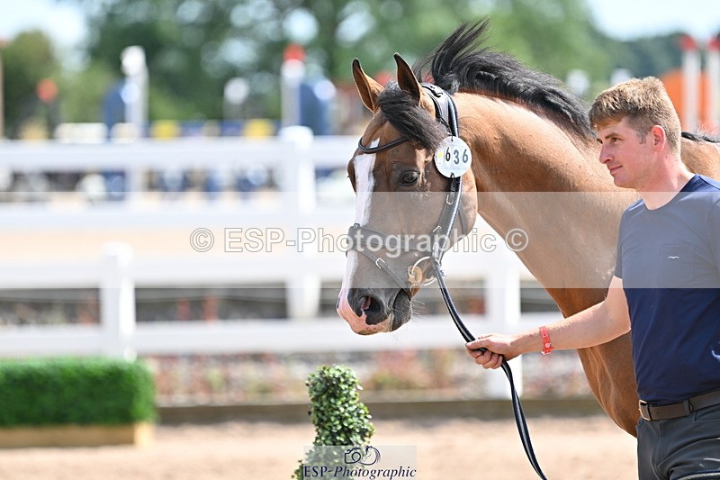 240717A-151713-02719 - Trot Up 3pm to 4pm