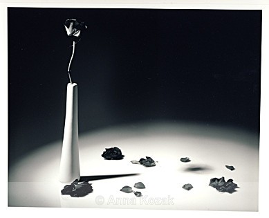 Black & white rose in slim vase - Flowers