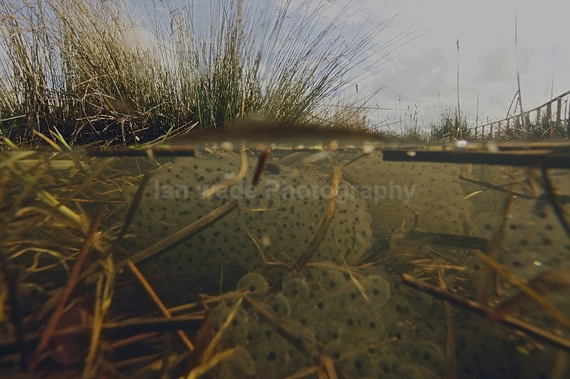 Frog spawn_0232 - Reptiles, amphibians & pond life, Great Britian