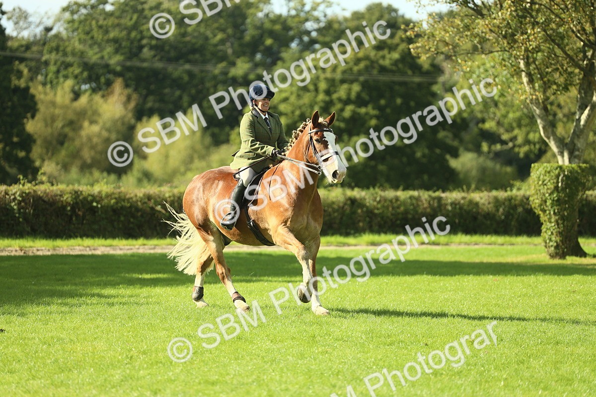 SBM_48112 - S32 - Novice & Newcomers Working Hunter