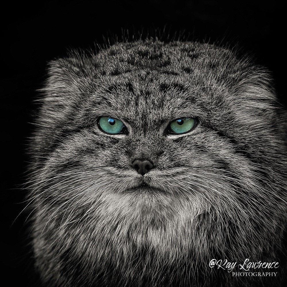 Pallus Cat - RLP_9255-749 - Vulnerable and Beyond