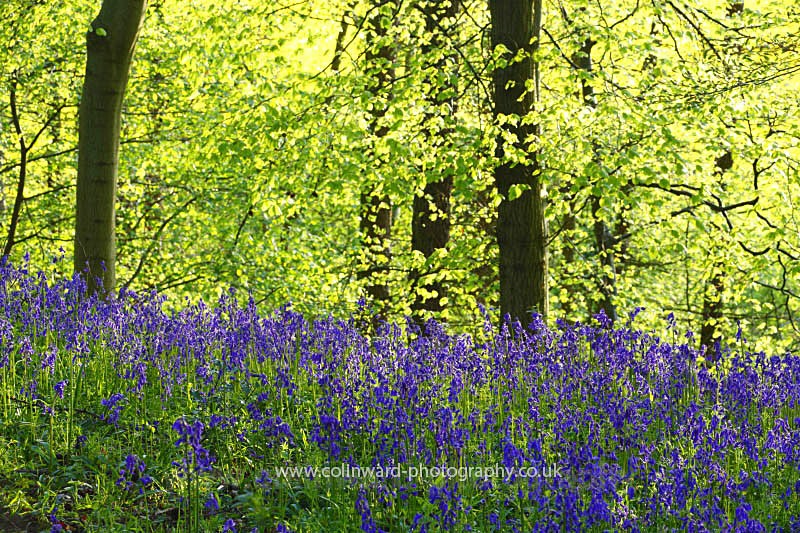 Bluebells in Croxdale Wood, County Durham  ref 3252 - County Durham