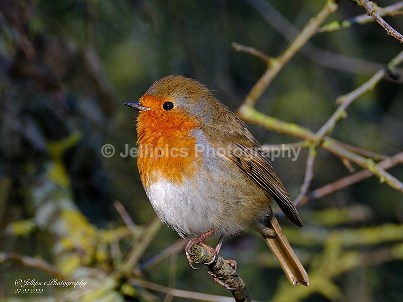  - Wildlife and Nature