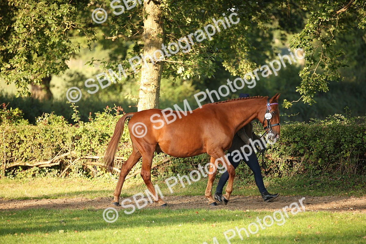 SBM_57532 - S50 - Foreign Breeds In Hand