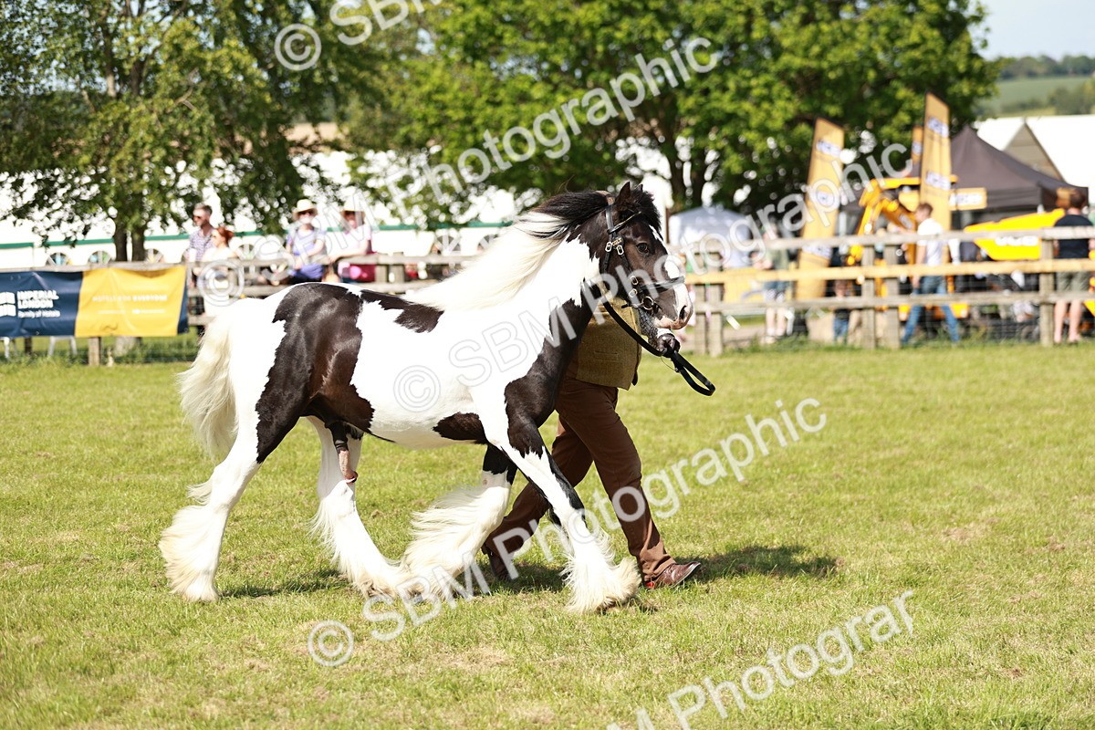 SBM_08651 - Class 63-65 - Traditional Gypsy Cobs In Hand & Ridden
