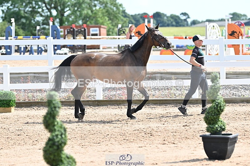 240717A-151125-02625 - Trot Up 3pm to 4pm