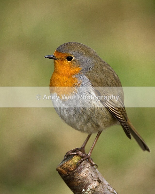 20121208-_MG_1834 - Robin