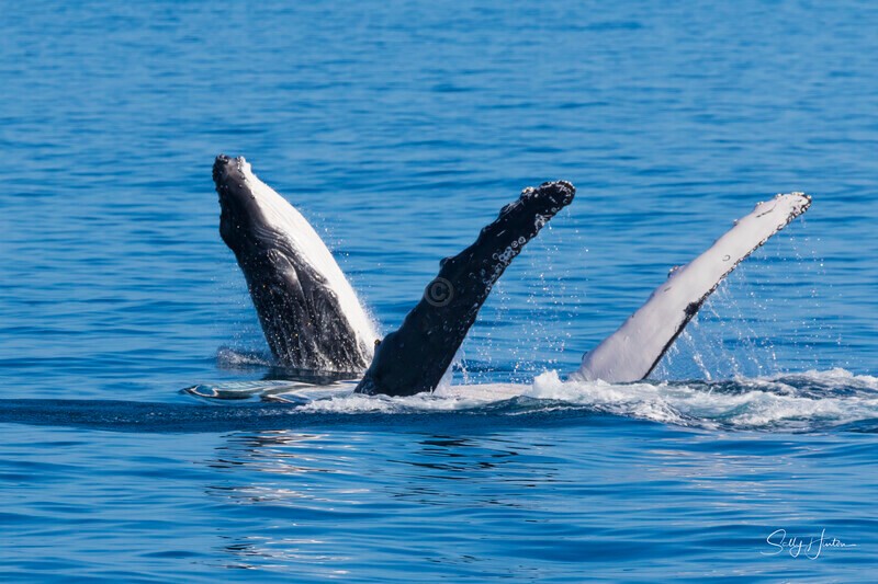 0A3A8391 - 2024 Hervey Bay Whales