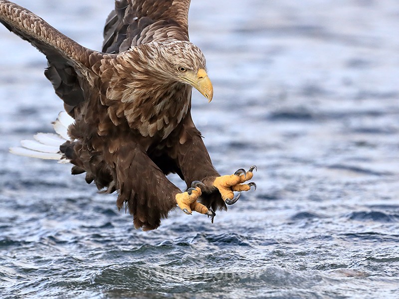 Sea Eagle focusses on fish at end of dive, Flatanger, Norway - White-tailed Sea-Eagle