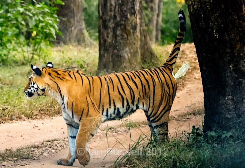  - Indian Safari 2017