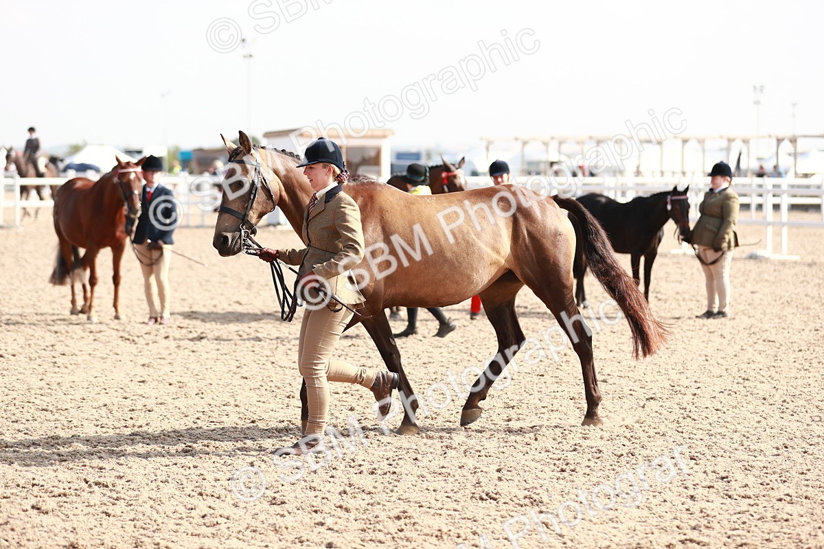 SBM_11094 - Class 205 IH Show Pony/ Show Hunter Pony