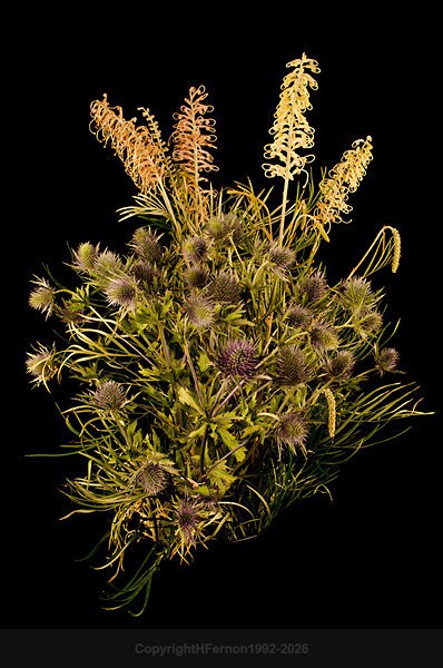  - STILL LIFE ORIGINS - 2011