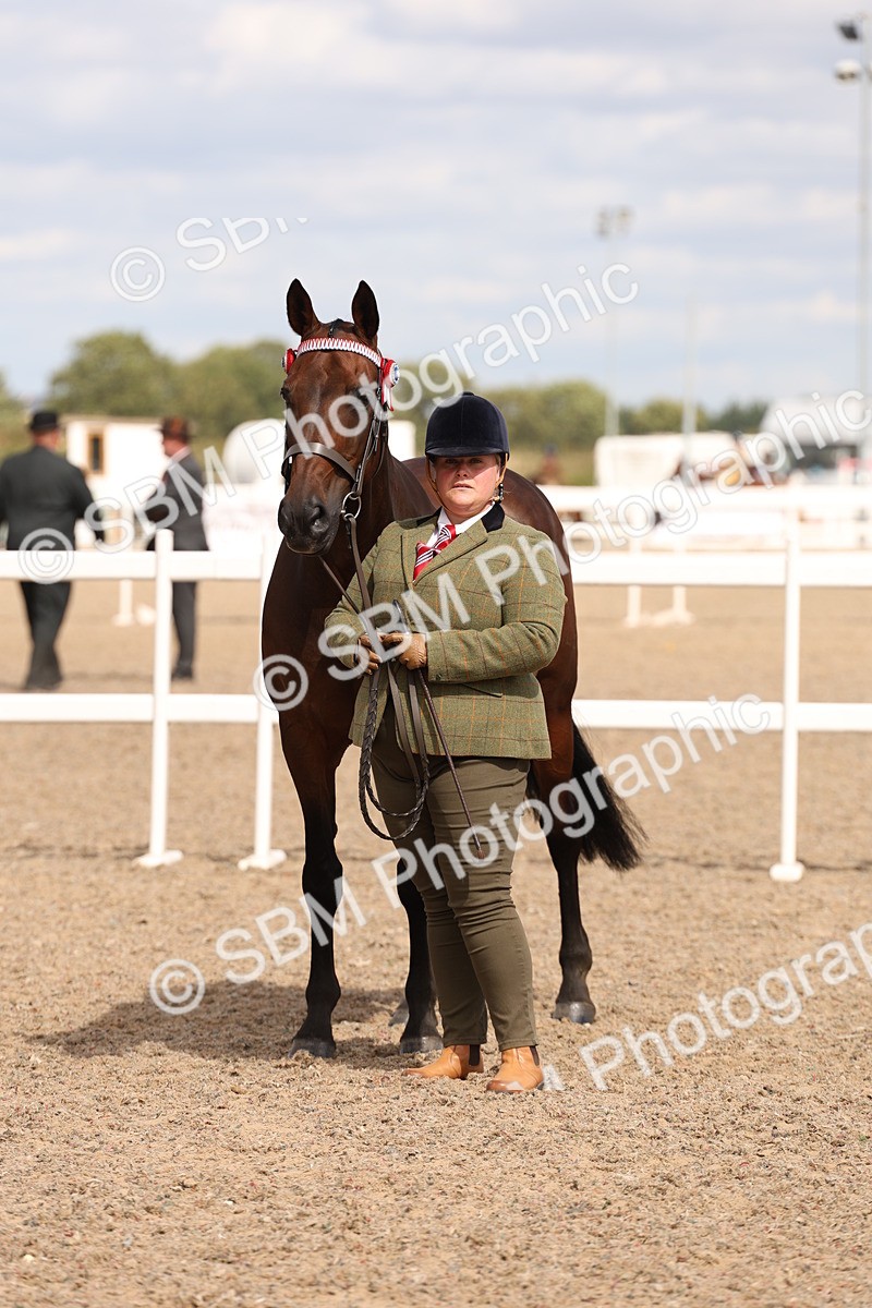 SBM_15370 - Class 210- IH Show Horse