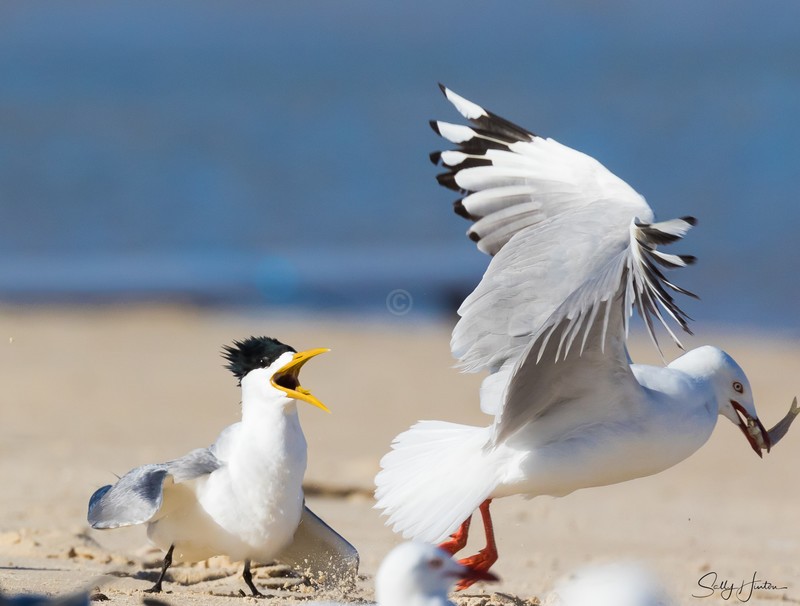 Gull Attack 3