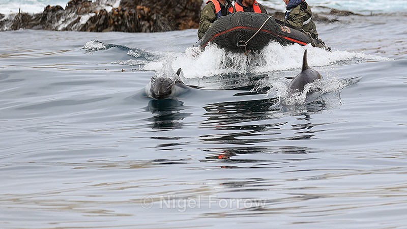 Peale's Dolphins breaching in front of zodiac, Steeple Jason - Dolphin