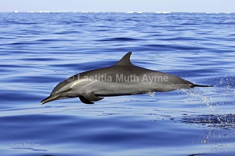 IMG_3794 Mayotte - Marine wildlife