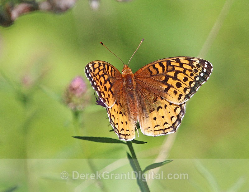 Great Spangled Fritillary  Speyeria cybele - Butterflies & Moths of Atlantic Canada