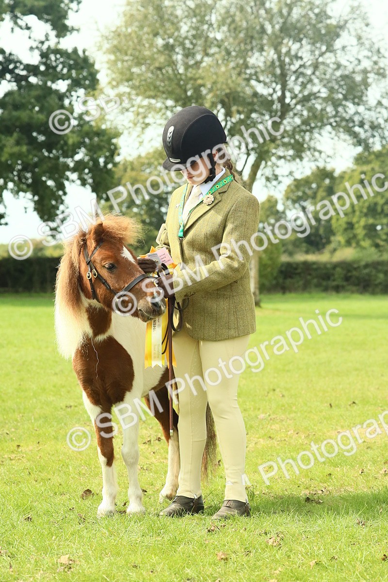 SBM_66764 - S34 - Rehabilitated Rescue Horse & Pony In Hand & Ridden