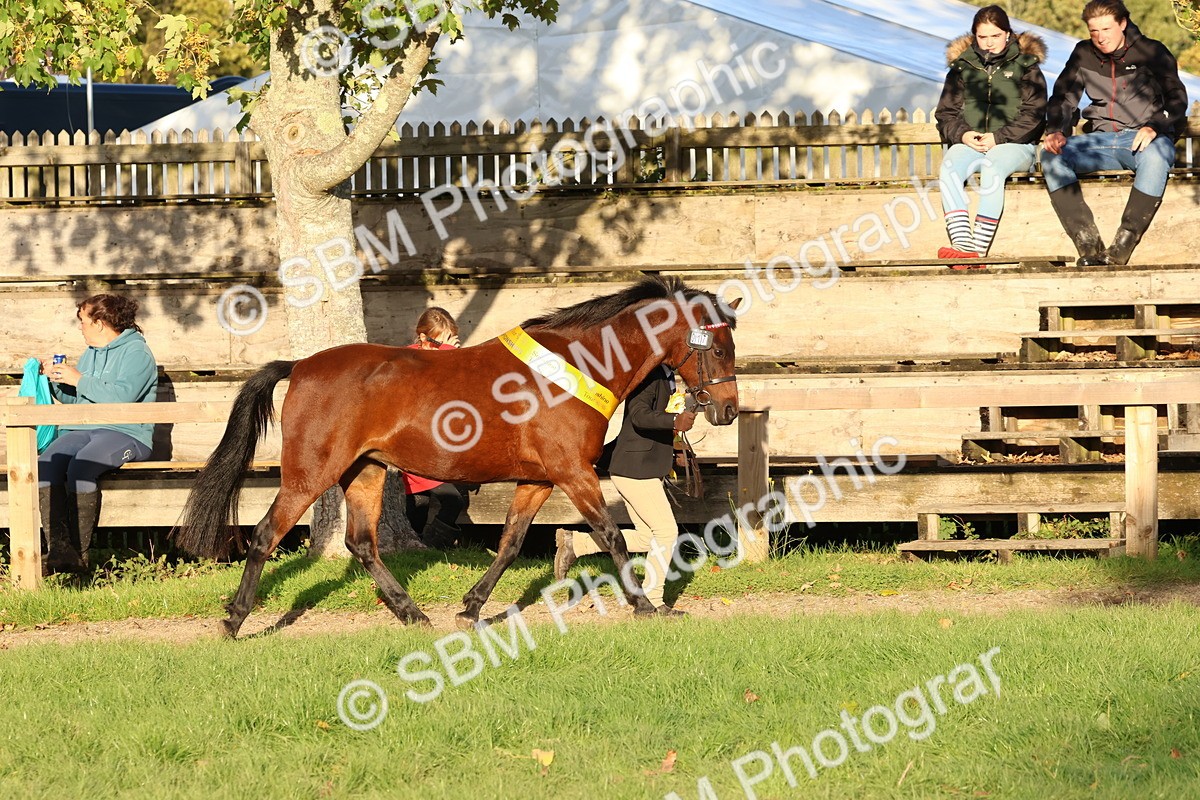 SBM_53128 - Veteran Supreme Championship