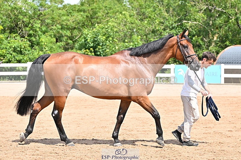 240718A-105243-01078 - Trot Up 12pm to 1pm