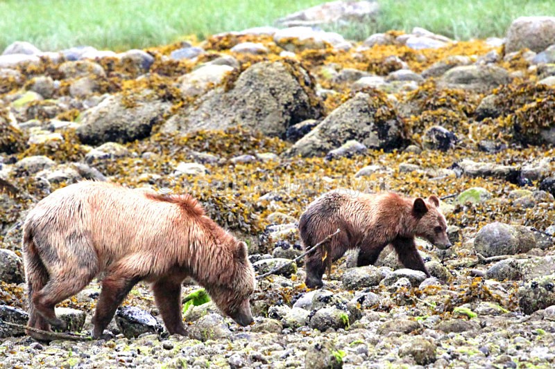 IMG_8184 British Columbia - Bears