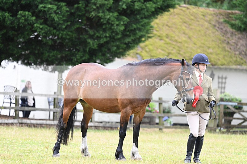 WJ7_6373 - Class 4a Prettiest Mare over 14hh
