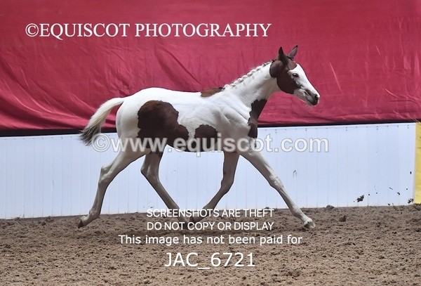JAC_6721 - 15 Ziggy of Westoak