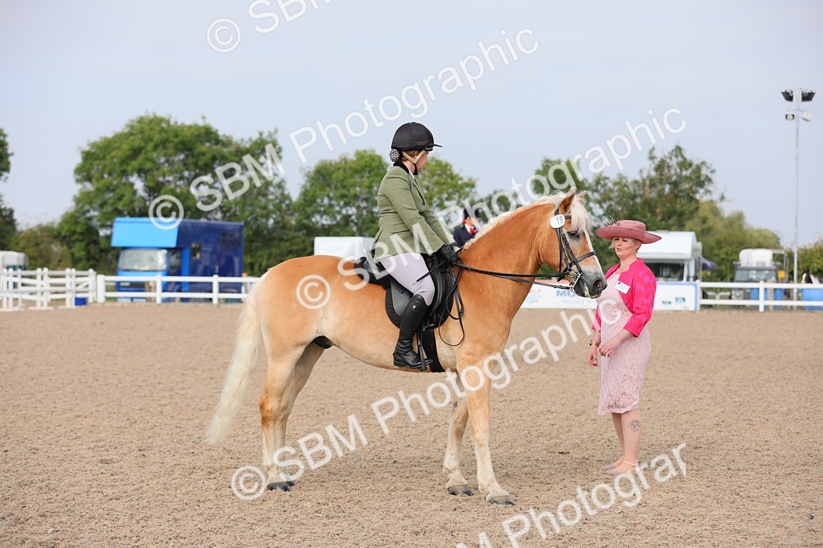 SBM_10695 - Class 303 Ridden Pure Bred Horse/Pony (excl M&M)