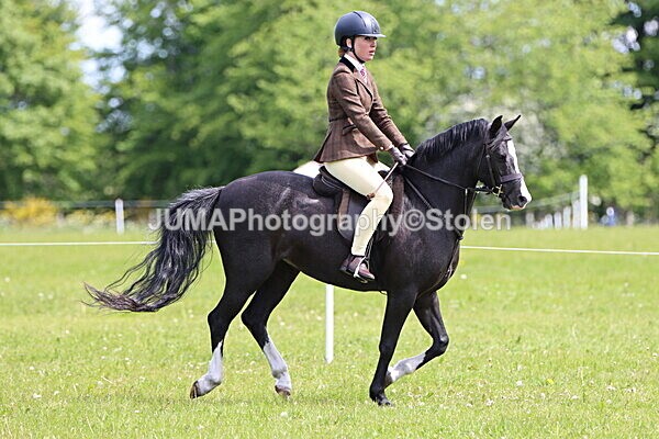 IMG_3393 - Working Hunter