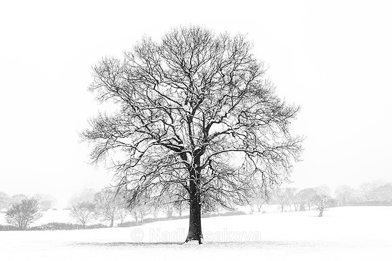  - Black & White