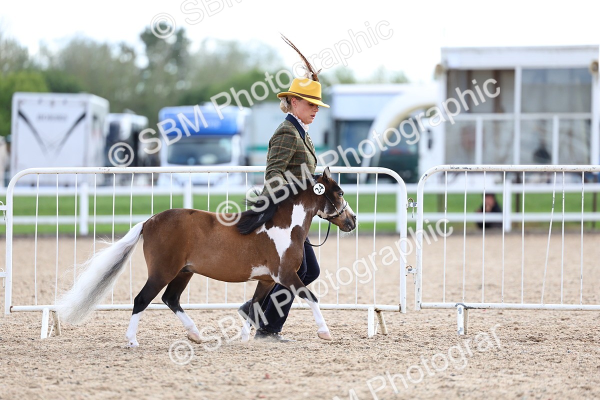 SBM_18742 - Class 317 - IH Pure Bred Horse-Pony