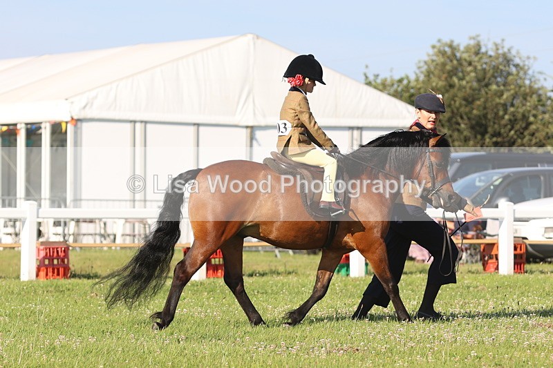 JPP_0920 - Class 16: Cornish Combination Leading Rein