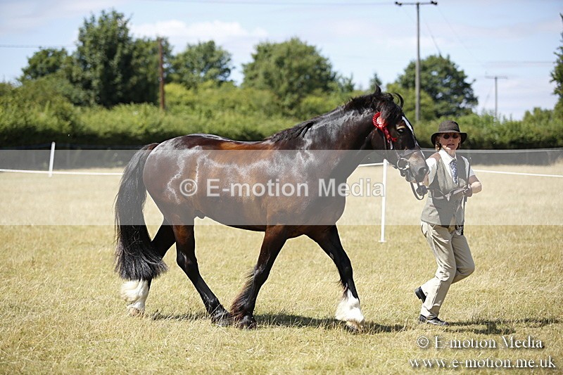 _C7A0126 - In Hand Championship BVRC Show 2018