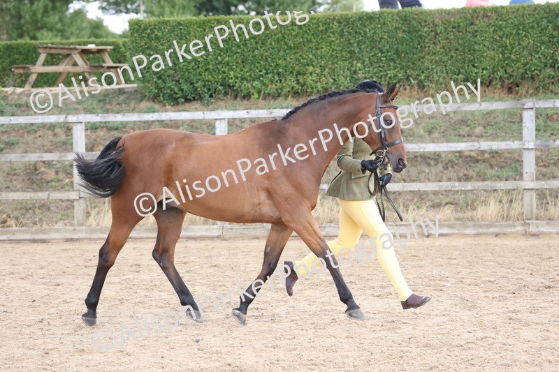 20260831-2364 - Class 9 - Show Pony and Show Hunter