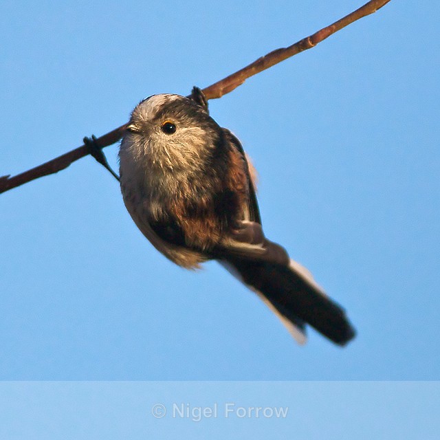 Long-tailed Tit - Long-tailed Tit