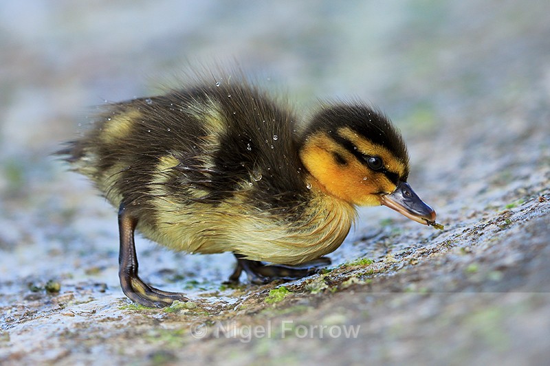 Mallard duckling feeding on the causeway at Farmoor - Mallard