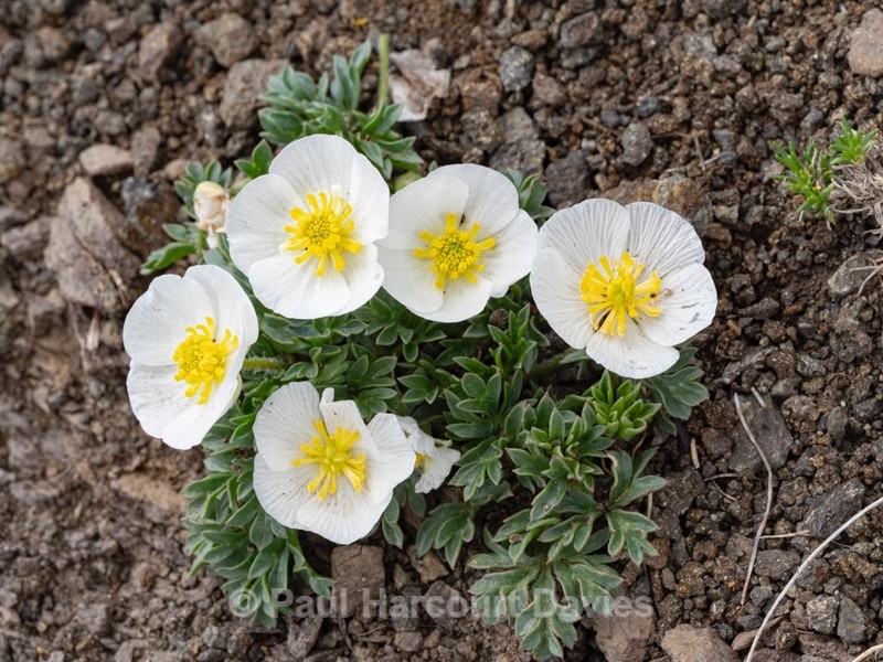Glacier buttercup (Ranunculus glacialis) - Wild Flowers