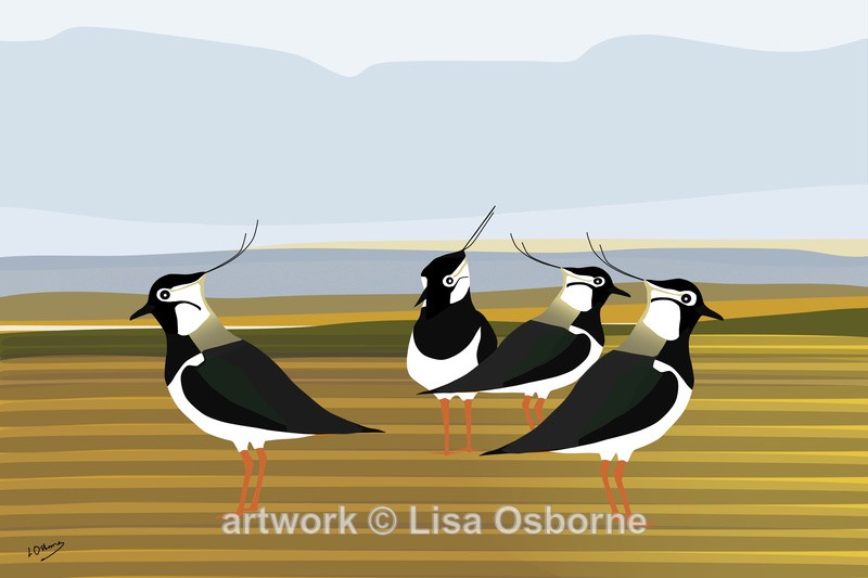 Lapwings - DIGITAL ARTWORK