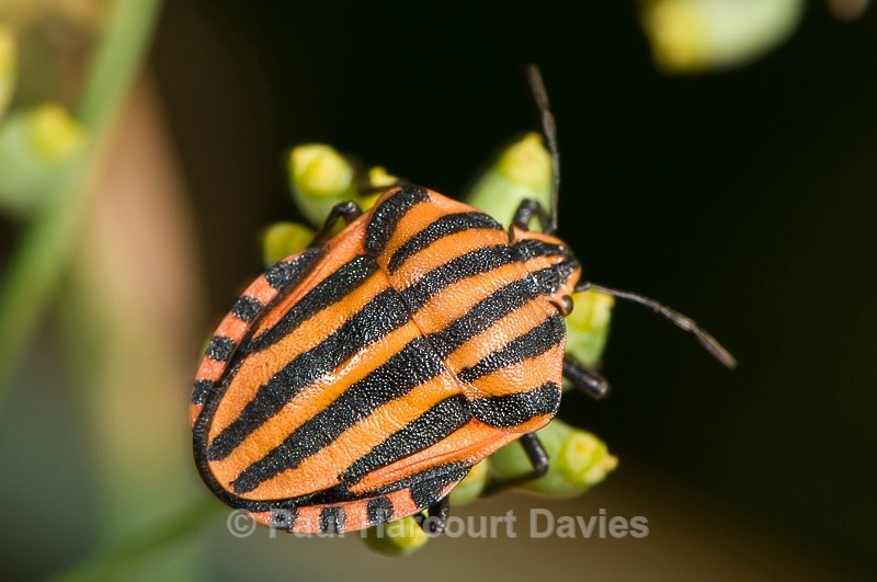  - Bugs: Macro insects