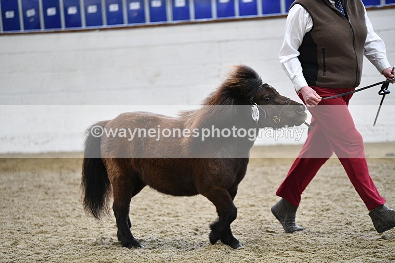 WJ5_5252 - Class 4 In hand M&M - small breeds